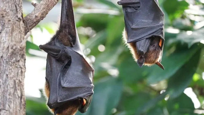 New Bat Virus Breaking News: Potential Human-Infecting Strain Found in Thailand – What You Need to Know
