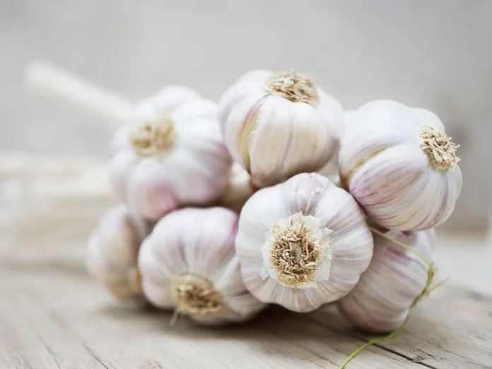 Garlic Jelly Recipe: Winter Wellness with the Top 5 Health Benefits of Eating Garlic and How Much is Just Right