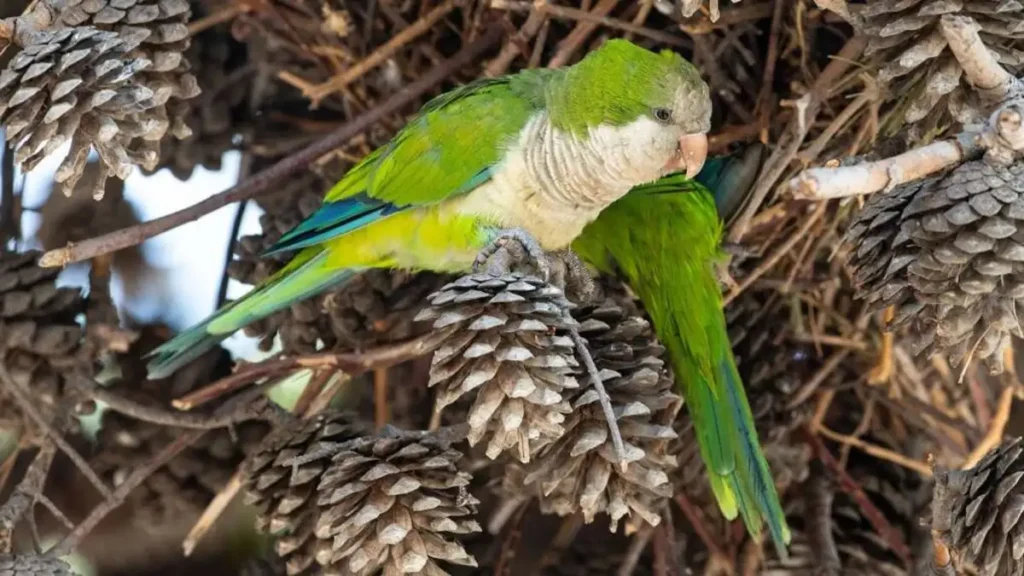 Parrot Fever Symptoms: Dispelling Panic and Why Experts Believe it Won't Trigger the Next Bird Flu Pandemic